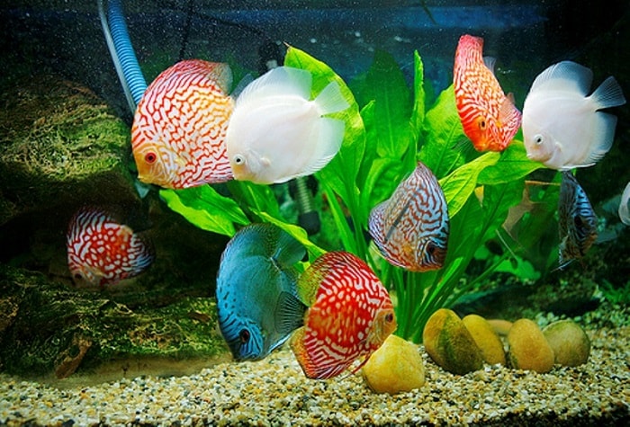 Hình ảnh những chú cá dĩa bắt mắt
