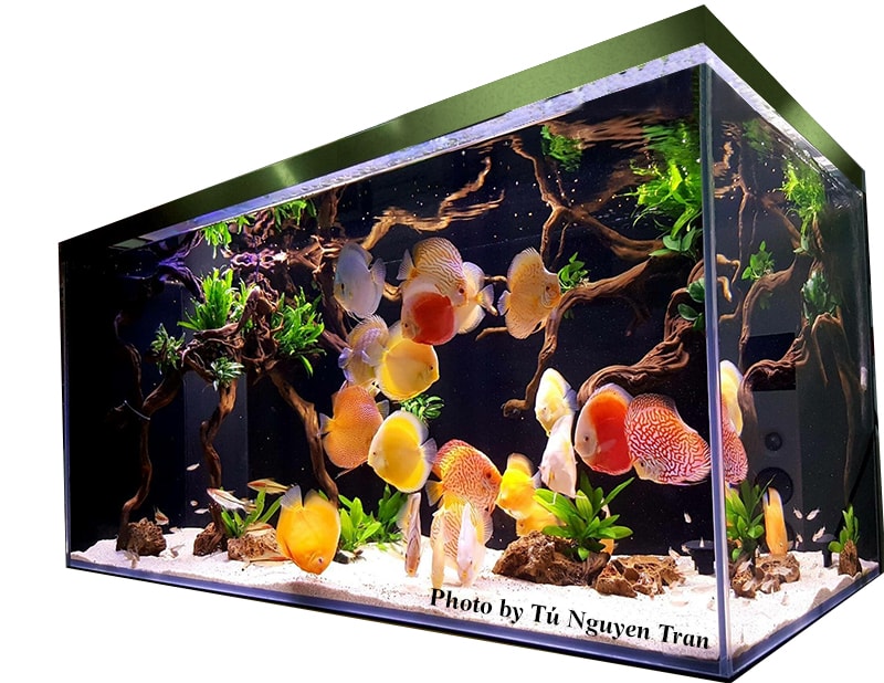 Mang hình ảnh những chú cá và cây thủy sinh lên mạng sẽ thu hút rất nhiều khách hàng